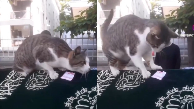 Bir kedi sahibinin cenaze törenine getirilince tabutun üzerinden ayrılmamış. Kediler sahibine bir şey olunca anlıyor mu?