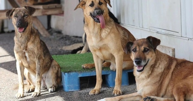 Sokak köpekleri ile ilgili taslak metni TBMMye sunuldu. Sizce köpekler uyutulmalı mı?