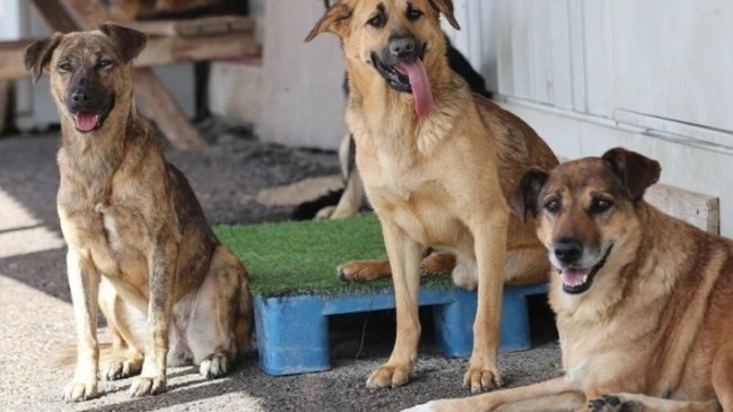 Sokak köpekleri ile ilgili taslak metni TBMM'ye sunuldu. Sizce köpekler uyutulmalı mı?