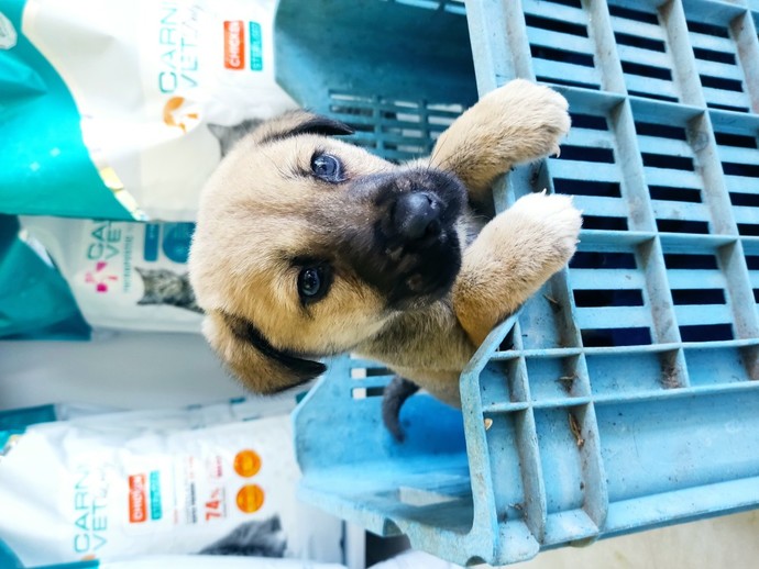 Kedim neden köpeklerin yanından geçerken korkmuyor, köpeklerin üzerlerine yürüyor?