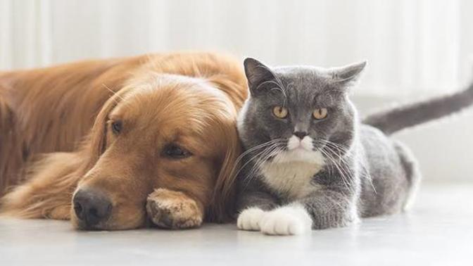 Kedim neden köpeklerin yanından geçerken korkmuyor, köpeklerin üzerlerine yürüyor?