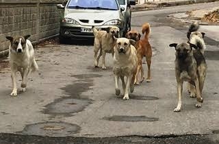 Sokak köpeklerini seviyor musunuz 🐶 ?