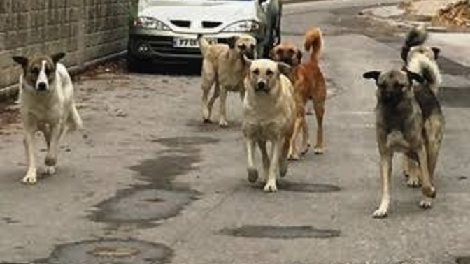 Sokak köpeklerini seviyor musunuz 🐶 ?