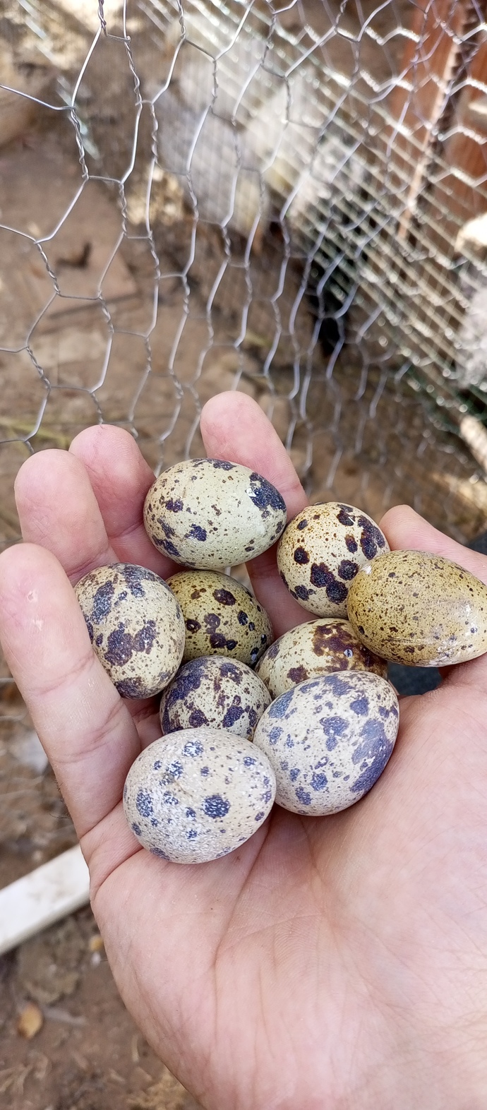 Sabahları yumurta tüketir misiniz?