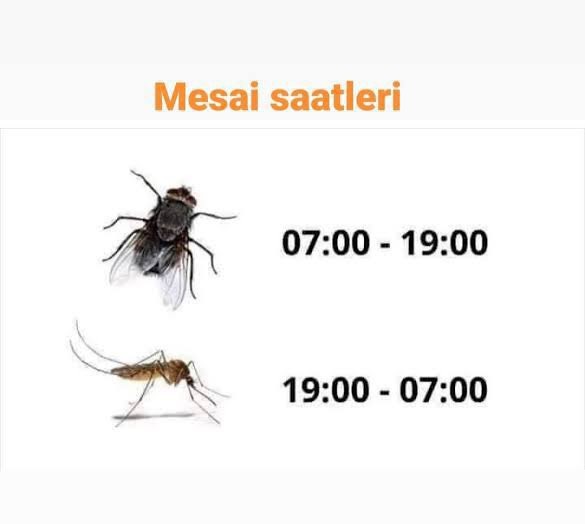 Sokak Hayvanları yerine, Başı boş Sinekler uyultulsa Daha iyi olmazmı?