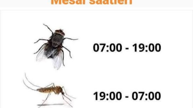 Sokak Hayvanları yerine, Başı boş Sinekler uyultulsa Daha iyi olmazmı?