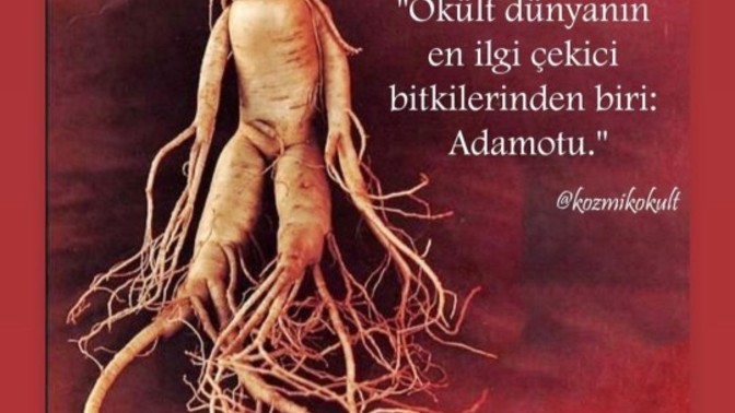Adamotu kullanarak yemek yapsam yer miydiniz?