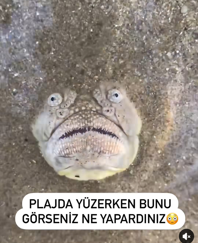 Not: gerçek bir canlı