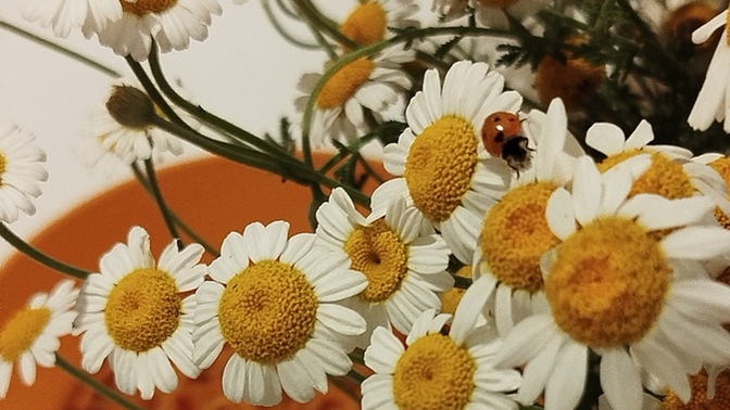 Makarnamın manzarası nasıl ama 🤣?