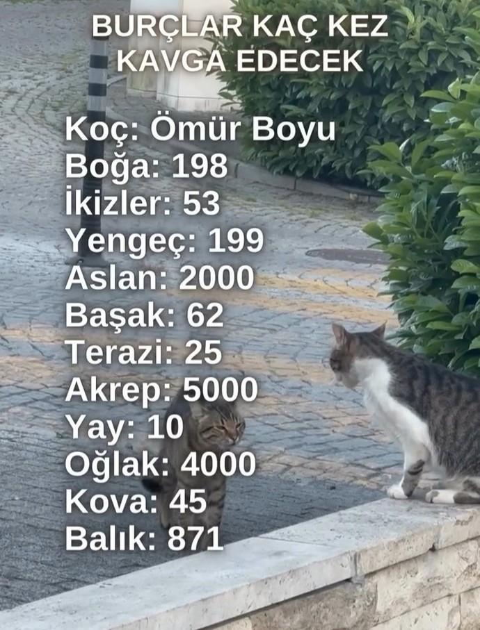 Kavgacımısınız yoksa sakın mi?
