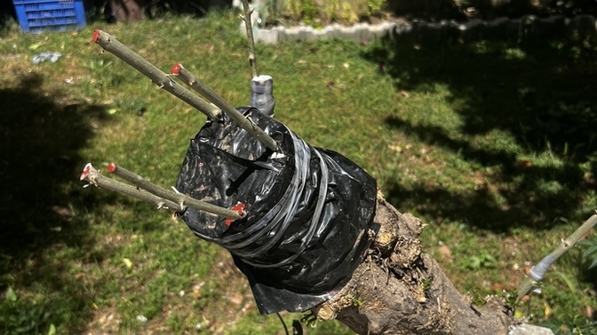 Tarımdan anlayanlar cevap versin?