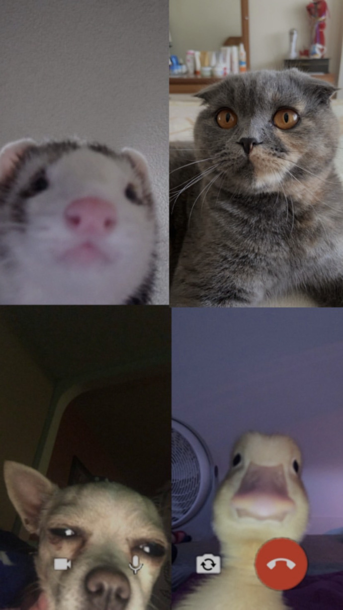 Kedi fotoğrafı paylaşır mısın?