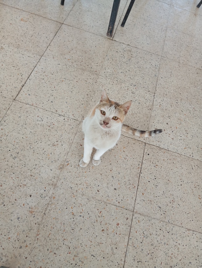 Kedi fotoğrafı paylaşır mısın?