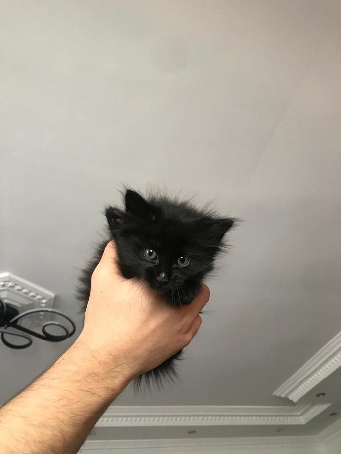Kedi fotoğrafı paylaşır mısın?