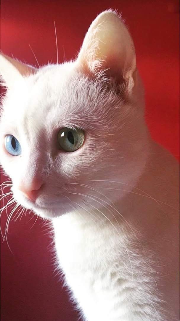Kedi fotoğrafı paylaşır mısın?