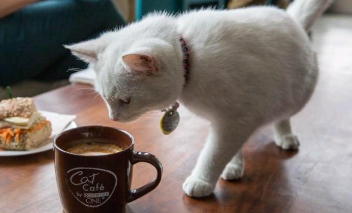 Kedi fotoğrafı paylaşır mısın?