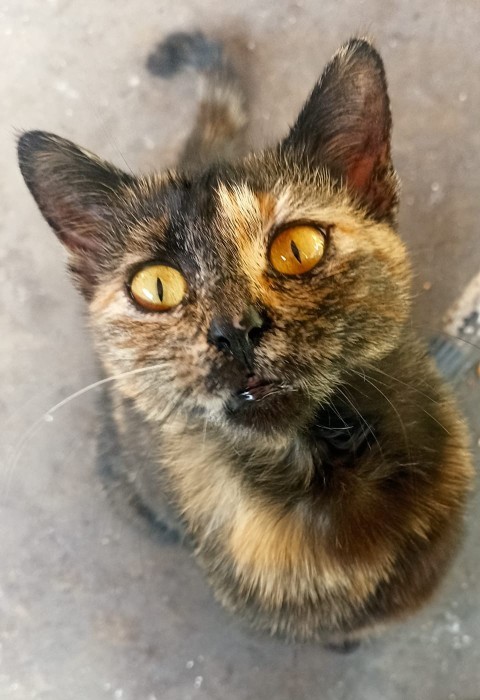 Kedi fotoğrafı paylaşır mısın?