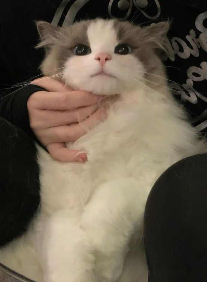 Kedi fotoğrafı paylaşır mısın?