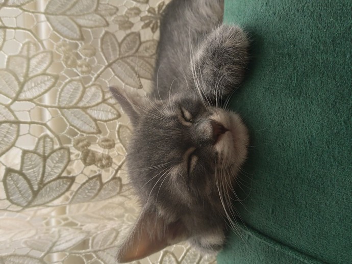 Kedi fotoğrafı paylaşır mısın?