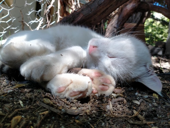 Kedi fotoğrafı paylaşır mısın?