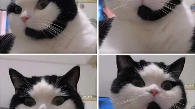Kedi fotoğrafı paylaşır mısın?