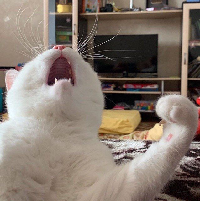 Kedi kardeşlerim için eve klima taktırsam nasıl olur?