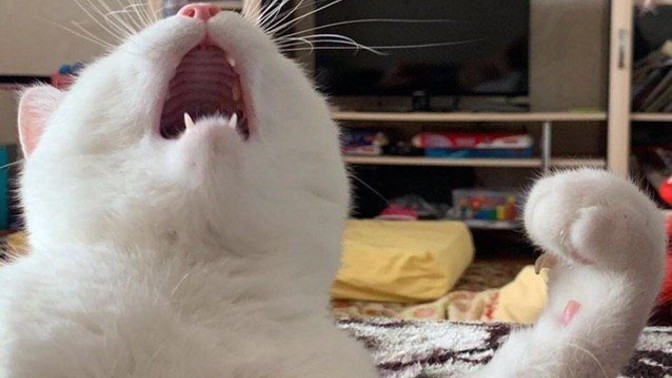 Kedi kardeşlerim için eve klima taktırsam nasıl olur?
