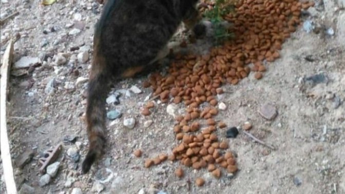 Bugün mama dağıtımına çıktım, her yer aç kediyle dolu, sizde duyarlı olur musunuz onlara karşı?