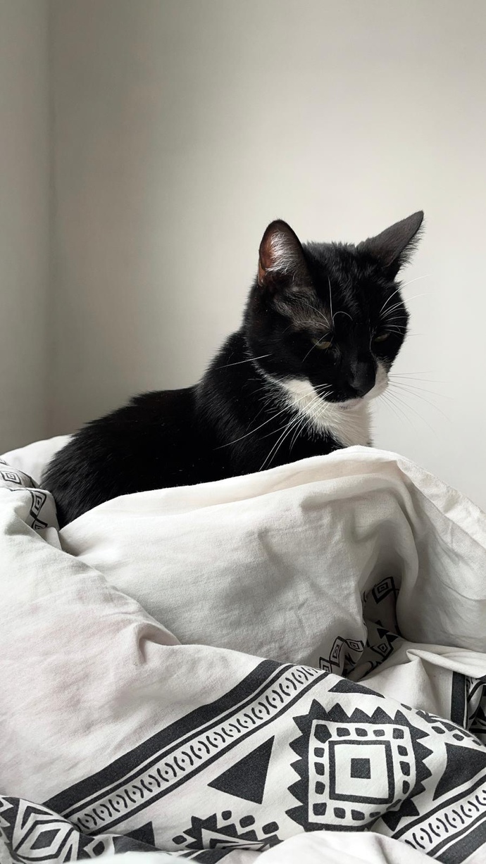 6 yasinda kedim var eve baska bi kedi daha getirsem anlaşabilirler mi?