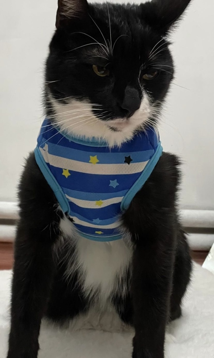 6 yasinda kedim var eve baska bi kedi daha getirsem anlaşabilirler mi?