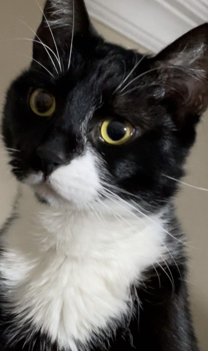 6 yasinda kedim var eve baska bi kedi daha getirsem anlaşabilirler mi?