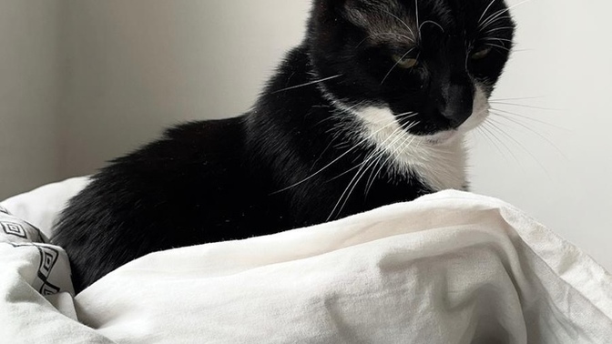 6 yasinda kedim var eve baska bi kedi daha getirsem anlaşabilirler mi?
