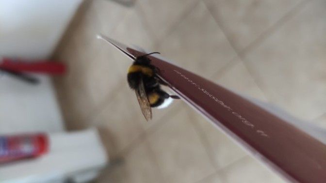 Eşek arası mı bu tatlı şey?