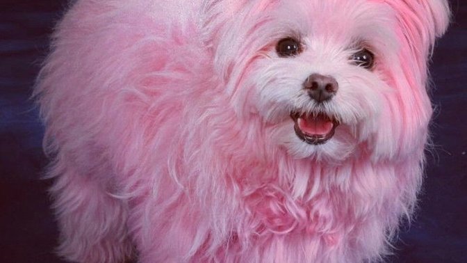 Sizce bu köpeğin adı ne olsun?