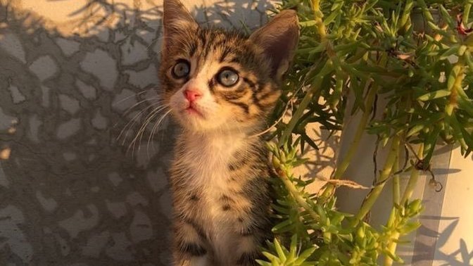 Sokakta ki canlar için yep yeni bir yenilik yapacak olsan bu ne olurdu?