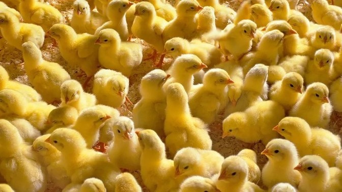Sana en şirin gelen hayvan hangisi?