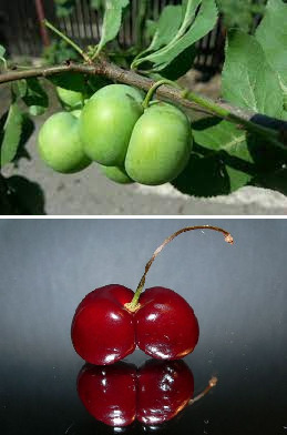 Hangi meyveyi yemekten sıkılmazsınız?