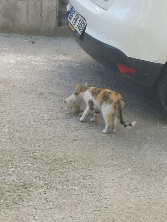 Son çektiğin resim neydi?