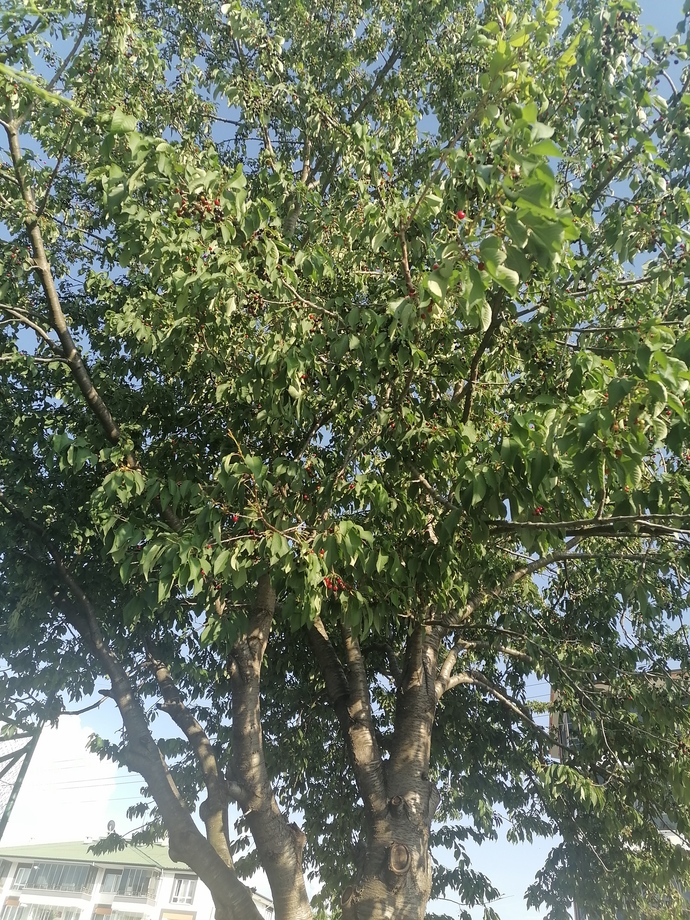 Parktaki meyve ağacının meyvesinden yersek haram yemiş olur muyuz?