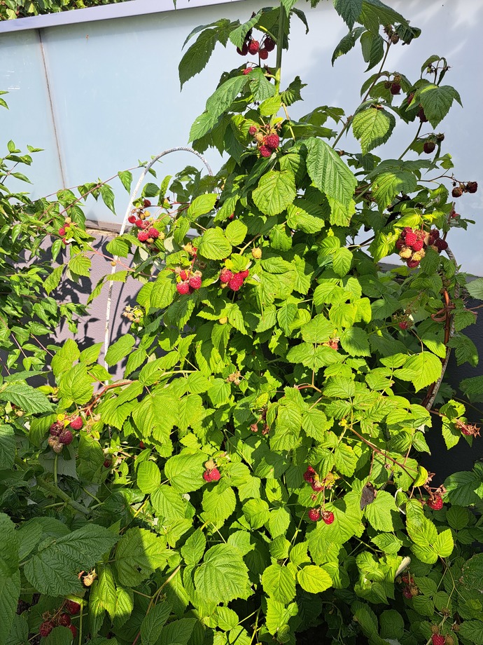 Önce bahçeden bogurtlenleri topluyoruz 😍