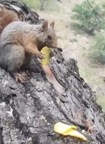 Tunceli’de, sincabının cips yeme keyfi cep telefonu kamerasıyla kayıt altına alındı. Peki senin severek yediğin cips hangisi?