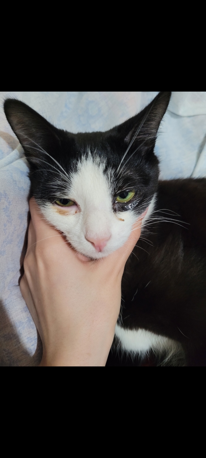 Kedi için en iyi göz damlası veya kremi?