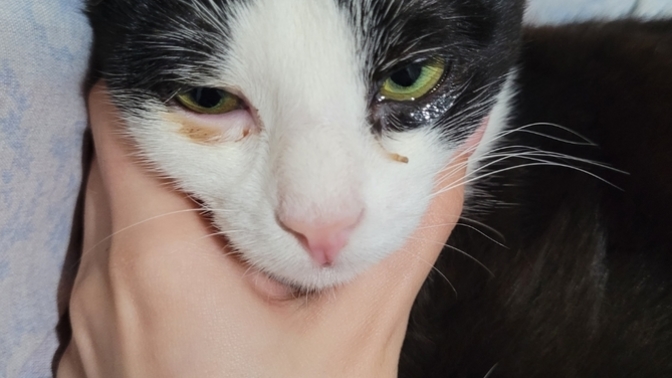 Kedi için en iyi göz damlası veya kremi?