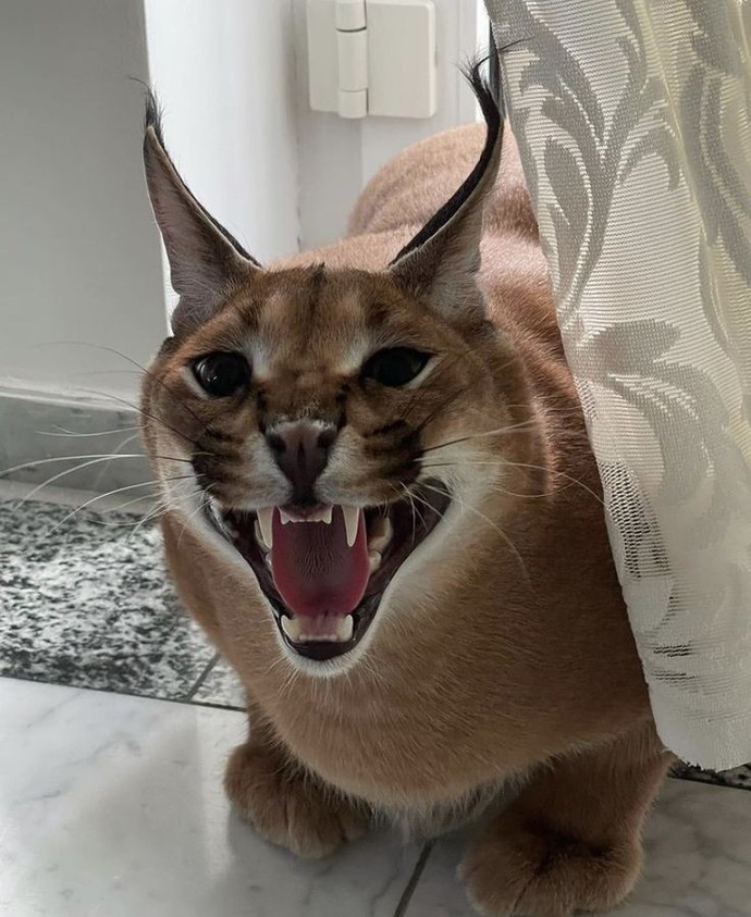 Sizcede bu kedi çok tatlı değil mi?