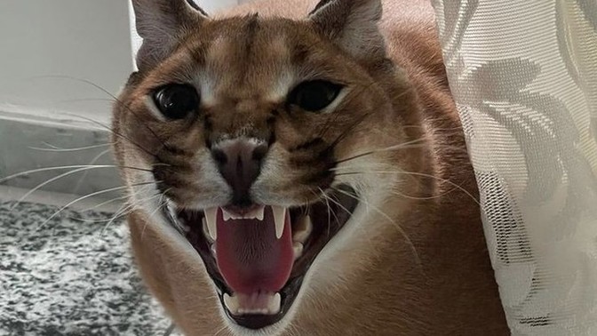 Sizcede bu kedi çok tatlı değil mi?