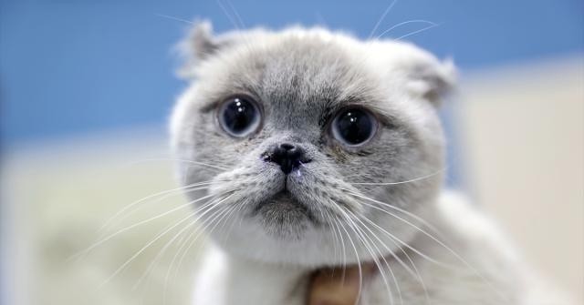 Hangi cins kedi beslemek isterdiniz?