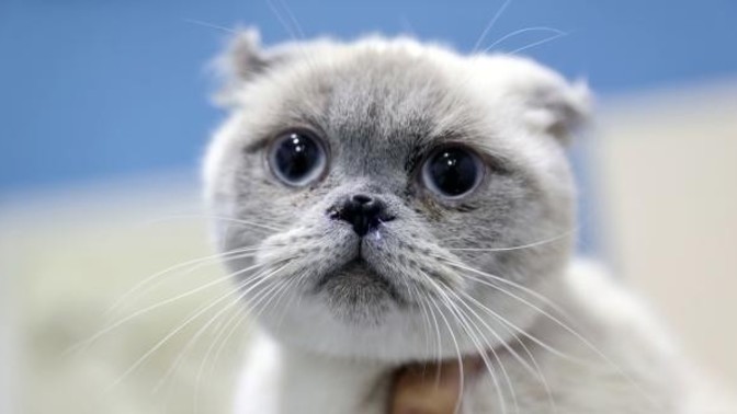 Hangi cins kedi beslemek isterdiniz?