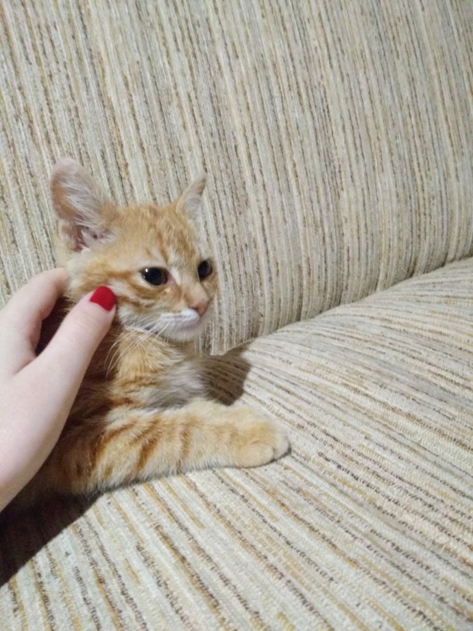 Hiç evcil hayvanınız vefat etti mi?