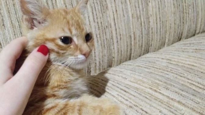 Hiç evcil hayvanınız vefat etti mi?