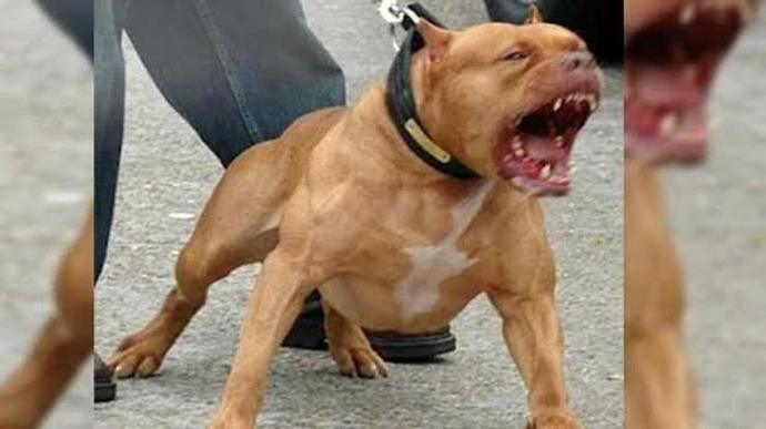 İnsanlar neden pitbull gibi çirkin, sevimsiz köpeği besler?